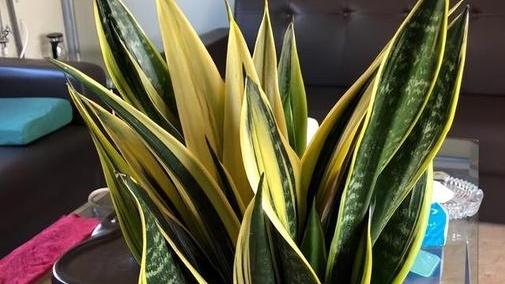 金边虎皮兰斑纹强化，冬季断水休眠实验，热带海岛民宿装饰，甲醛吸附效率验证