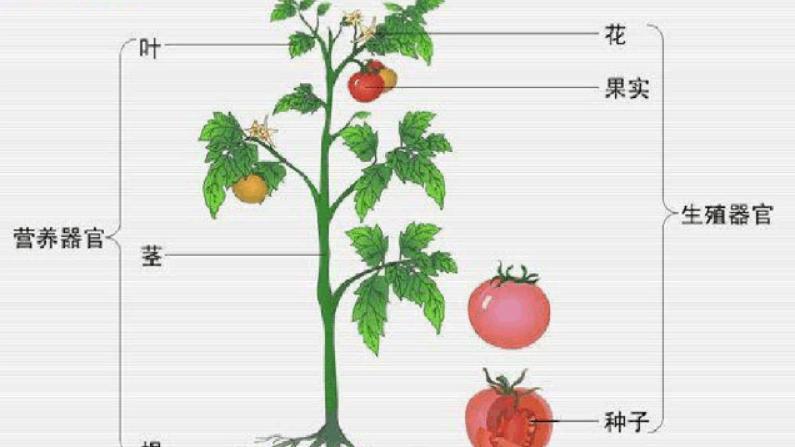 微观的生态——植物体内的竞争？