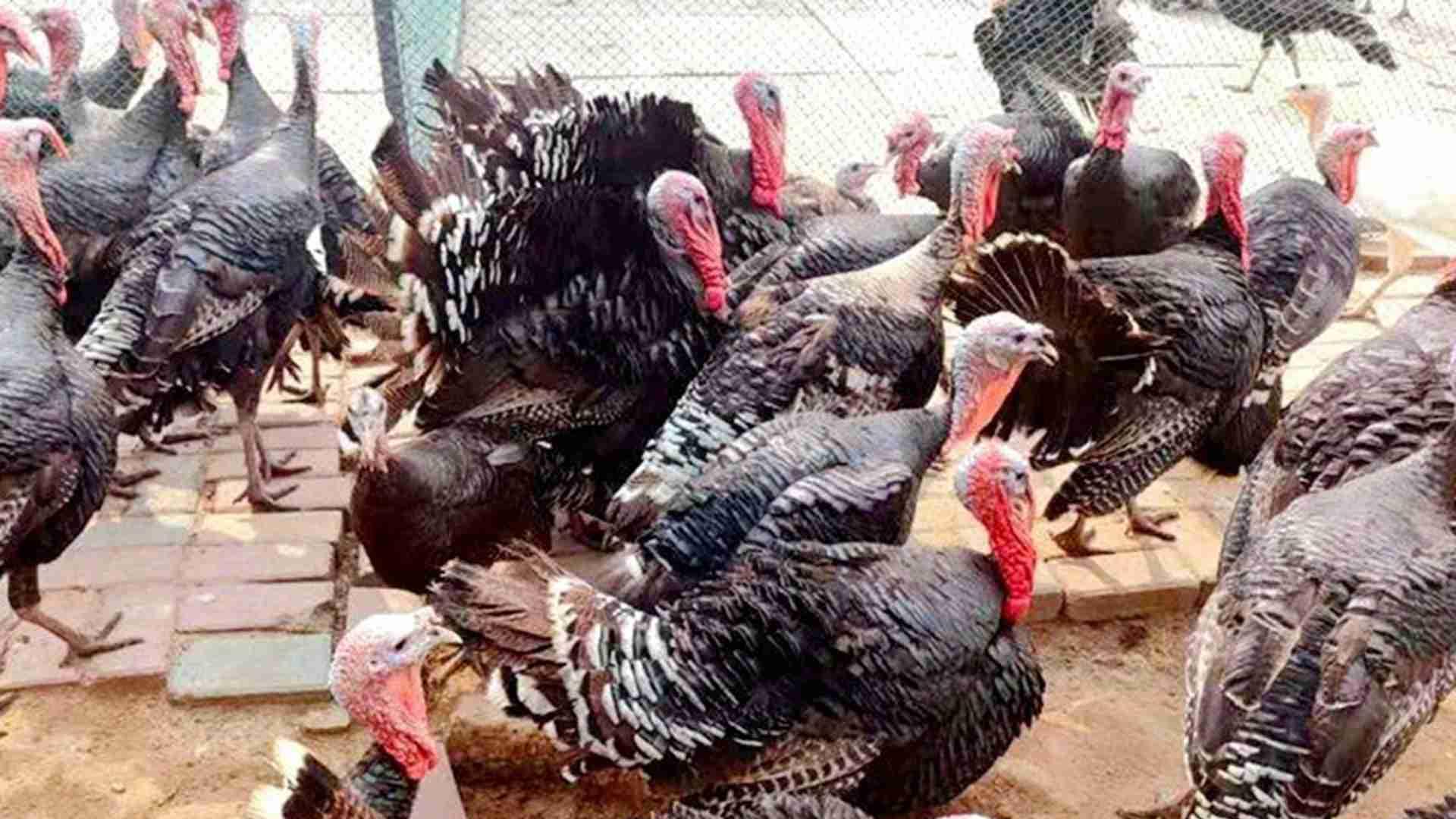 火鸡运动场坡度，关节健康管理，多雨地区养殖场，腿病发生率归零