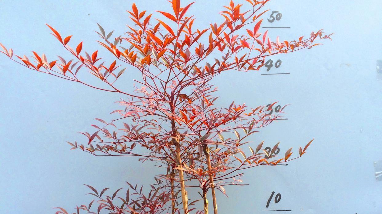 南天竹种植全攻略：从土壤选择到病虫害防治，掌握这几点，让你的南天竹枝繁叶茂！