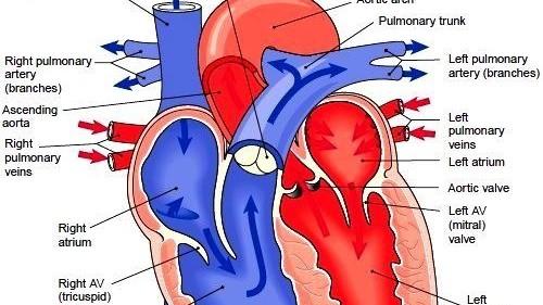 房颤手术后心慌别慌！空白期是关键