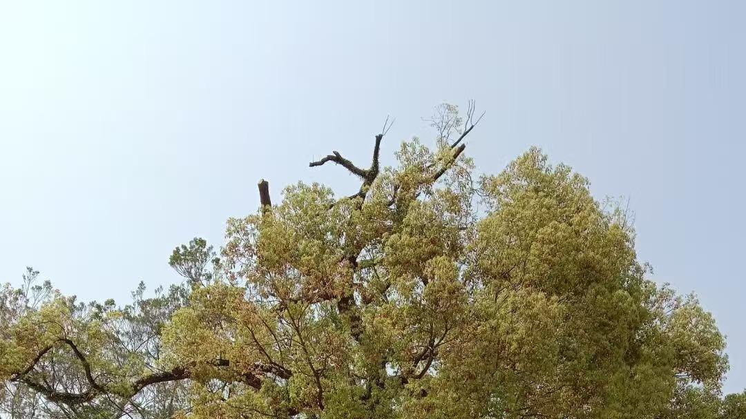 光孝寺的时光对话‌ 千年古刹焕新颜