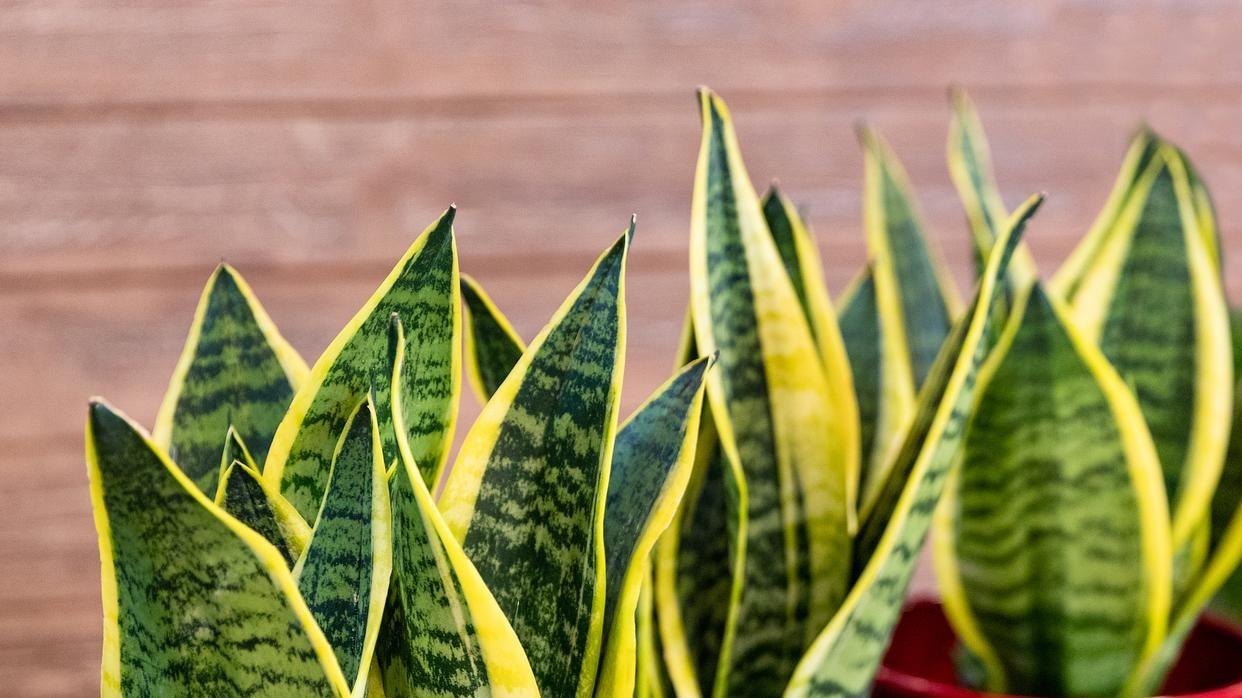 虎皮兰养护秘诀：做好这几点，轻松突破一米高！