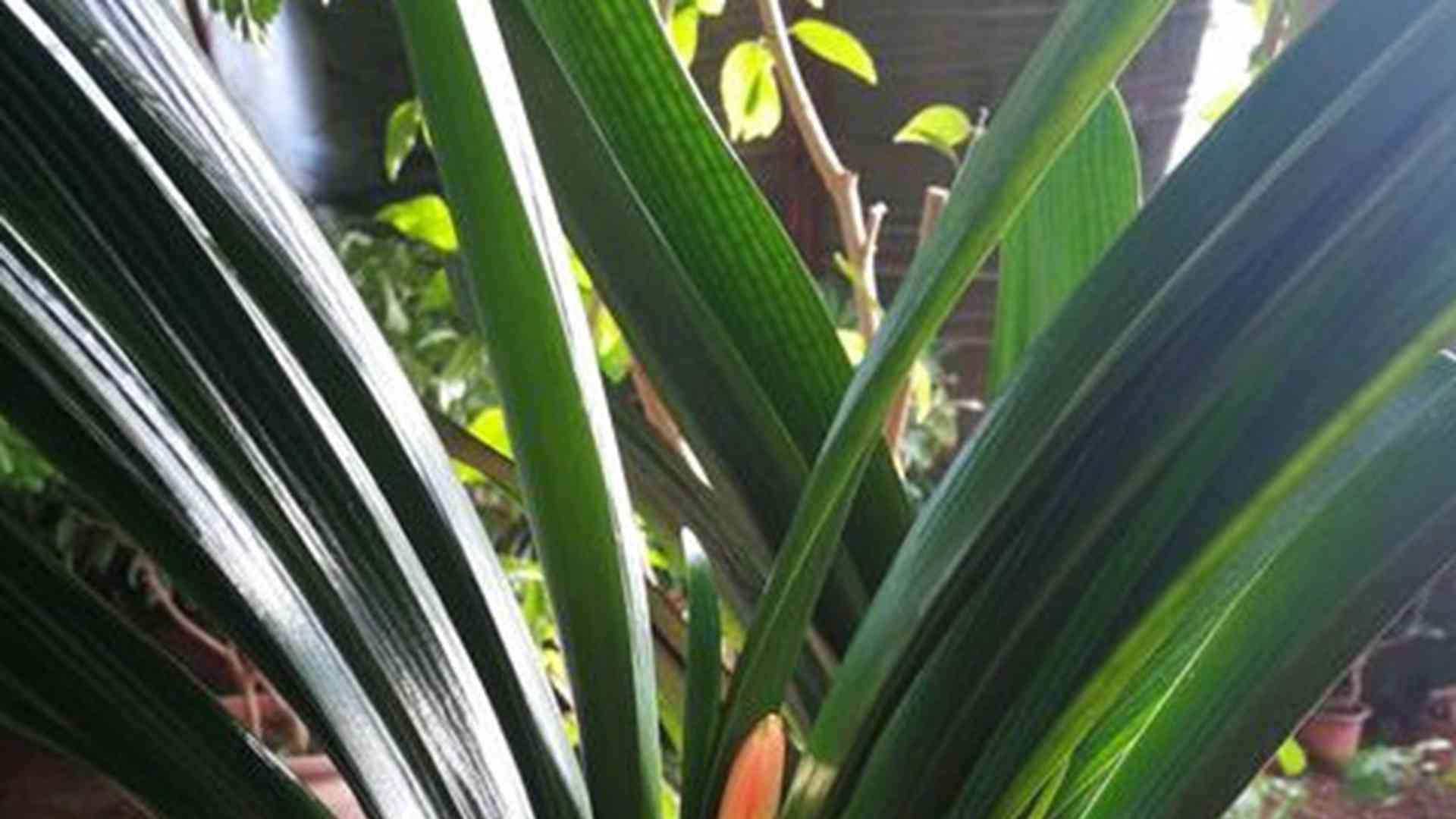 君子兰经济分析，北方市场趋势，商场摆放规范，千万别大意