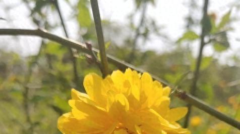 四季流转：从绚烂到淡泊的生活哲学