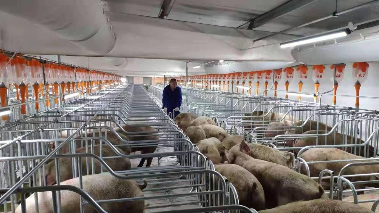 农村养母猪，缺乏市场信息，信息获取渠道要拓宽！