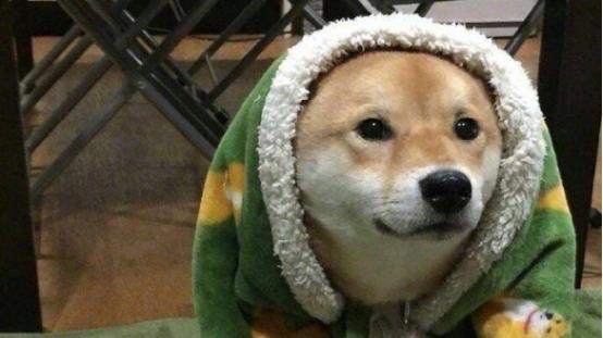 狗粮别乱买！如何鉴别狗粮好坏，金毛专用狗粮排行榜，性价比推荐