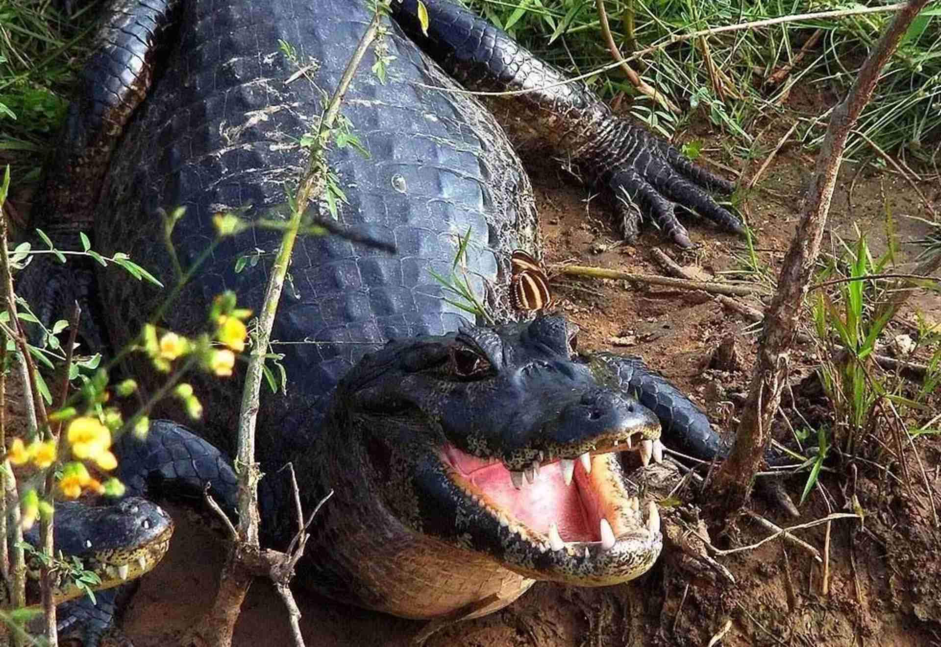 混养密度测算表，南方养殖场实测，鳄鱼增重快，饲料比例关键