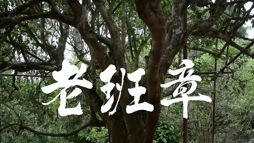 “大师茶”和“学费茶”，三招教您一眼看穿