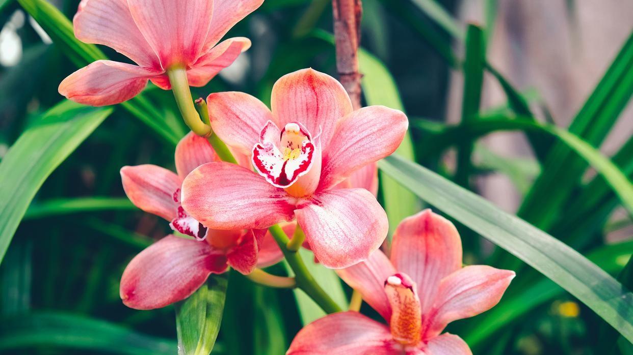 兰花光照指南：晒多了太阳，你的兰花还好吗？