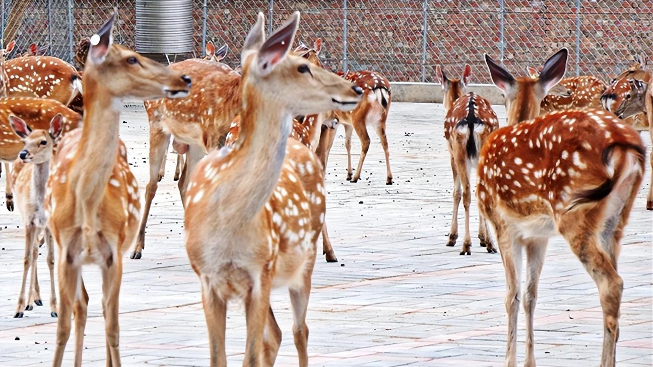 宕昌八力镇农文旅融合旅游周启幕 红色基因赋能乡村振兴