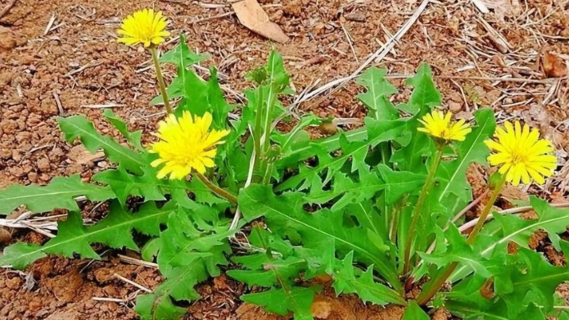 春天的16种野菜，你敢尝试几种？