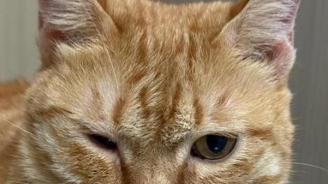 猫咪一只眼总半眯着？别当卖萌，可能是身体在求救！