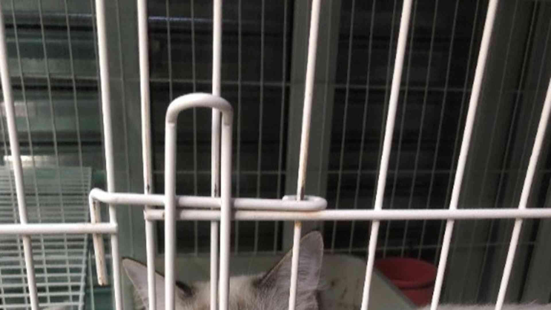 哺乳期营养配比，三周对比，家庭繁育，布偶猫乳汁质量