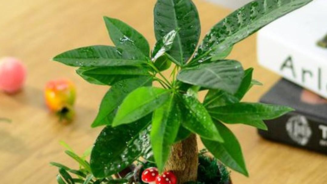 发财树护苞，新品种选育，植物科研基地，数据每日记