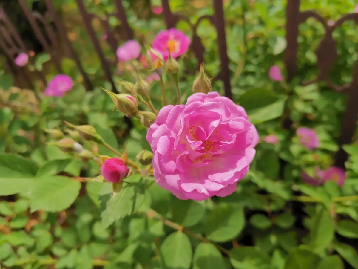 滚烫的忠诚，平静的坚守