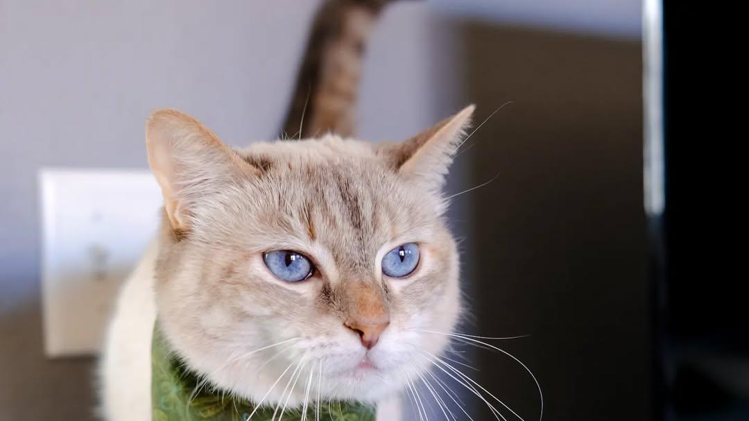 猫砂盆清洁大作战：让猫咪主子满意的4个实用技巧
