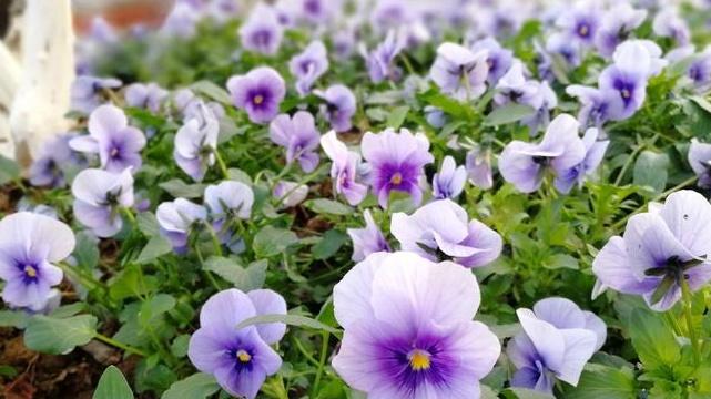 三色堇花期调控，补光技术参数，商场中庭案例，温度梯度记录