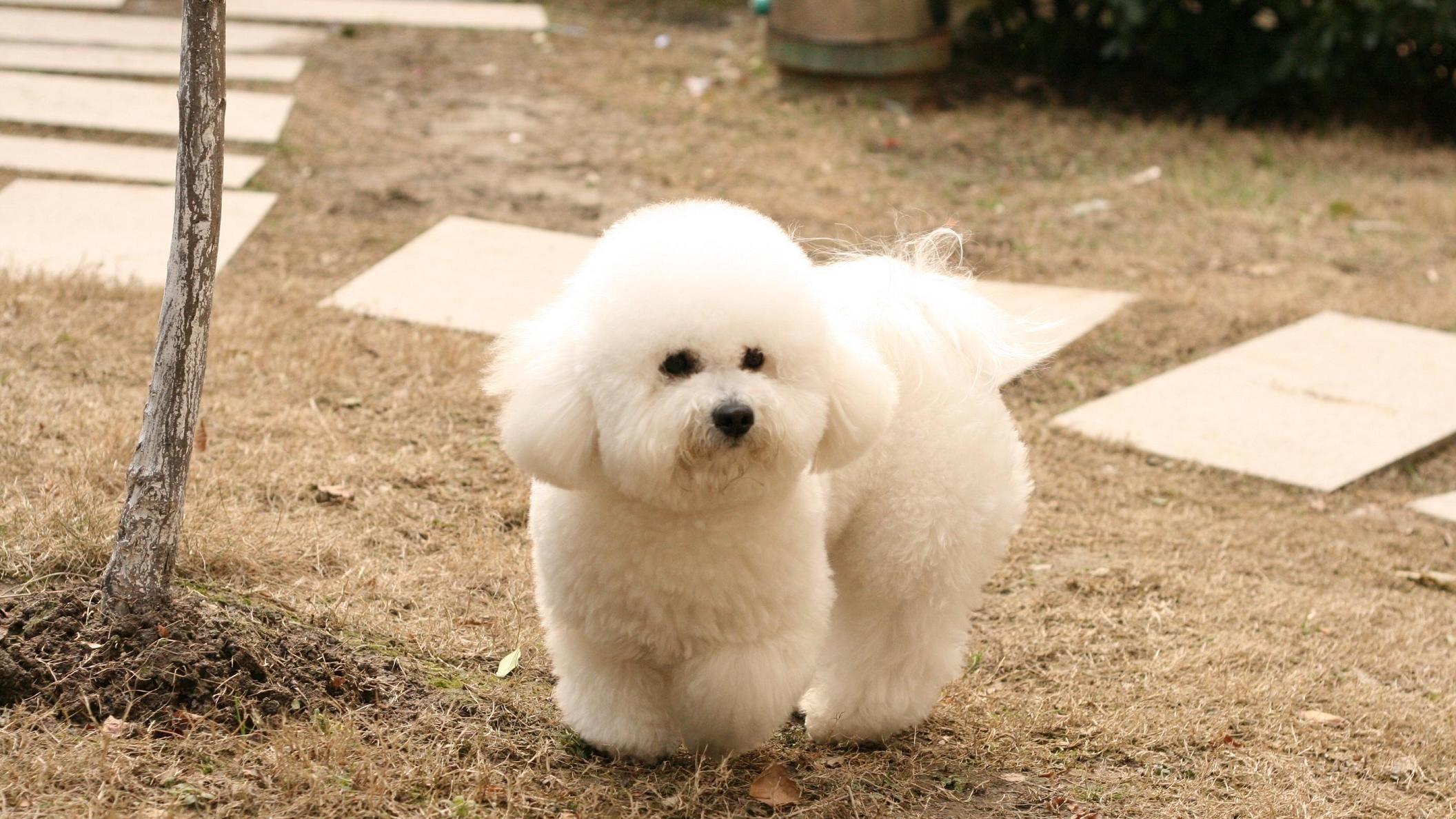 家里没有矿，月薪三千可以养哪些小狗？