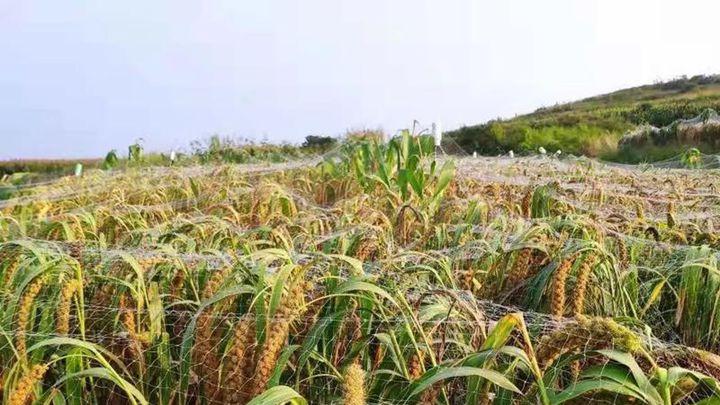 拔节期防倒伏节点，王炸升级，陕北黄土沟壑，小米矮秆密植