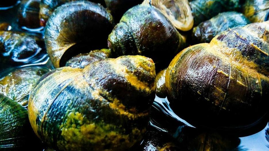 田螺养殖塘缺乏水生植物，产量难升！合理种植助力高产