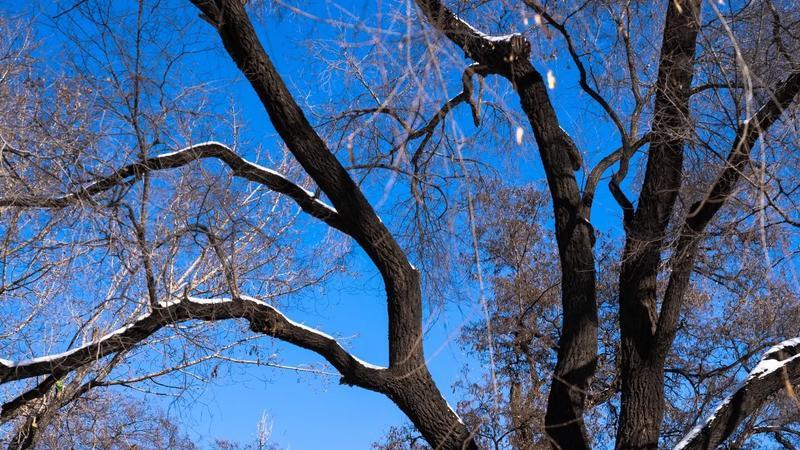 山西冬季太原晋祠旅游攻略及综合服务旅行社推荐榜：踏雪访古祠，解码宋塑唐柏里的"三晋冬韵"