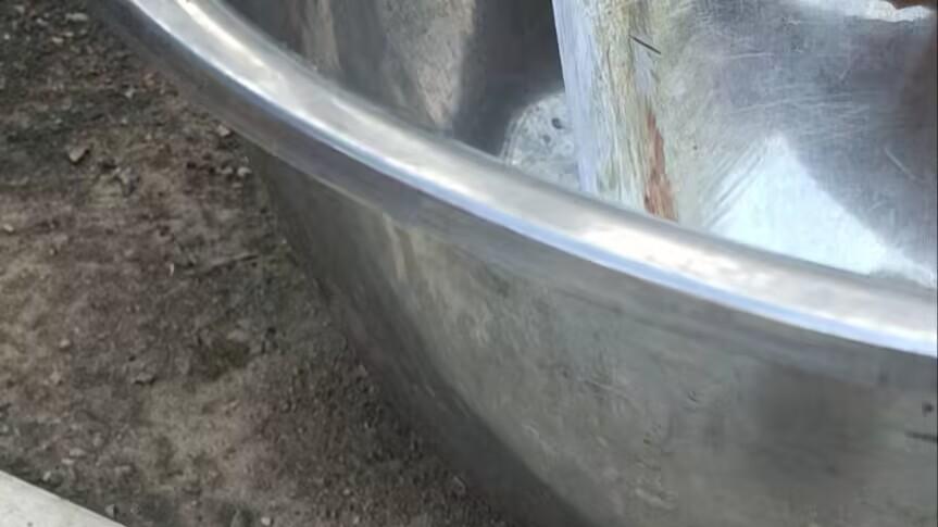 家养鸡自然长出珍品鸡宝的生物学机制与市场价值研究