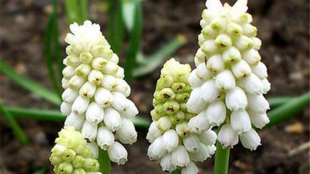 风信子防寒策略，7天生根期，家庭盆栽养护，观赏性强