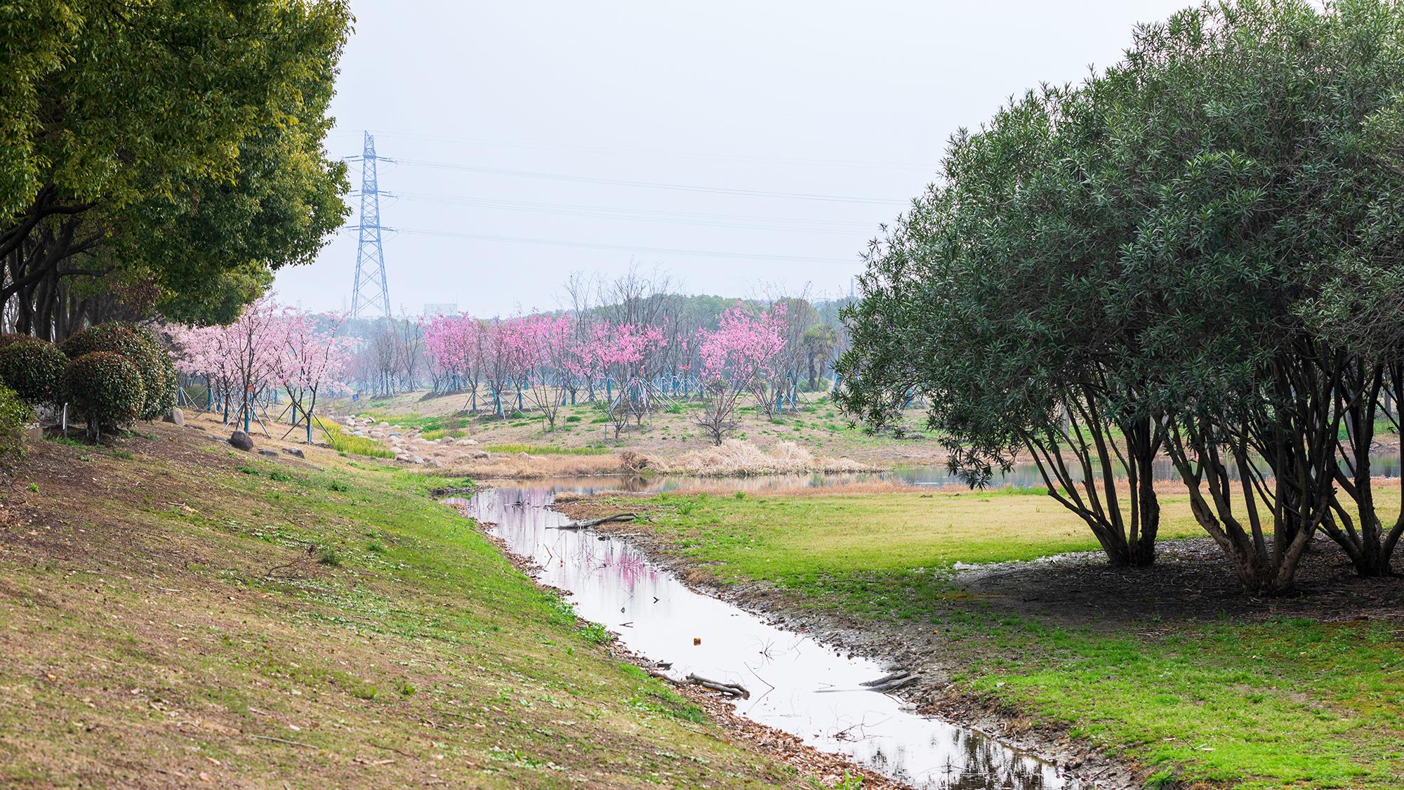 周市樱花园，与春天的每一瓣相遇都是温柔的