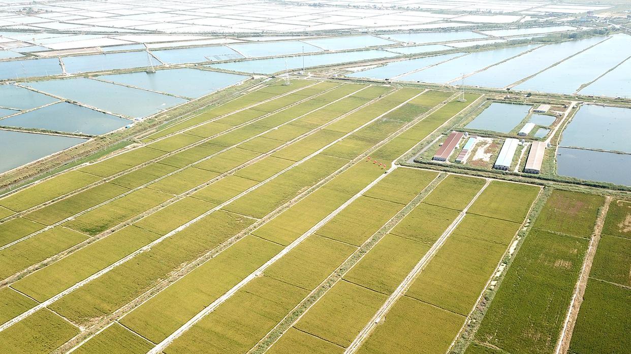 水稻高产秘诀：如何根据地域差异选择最佳种植方案？