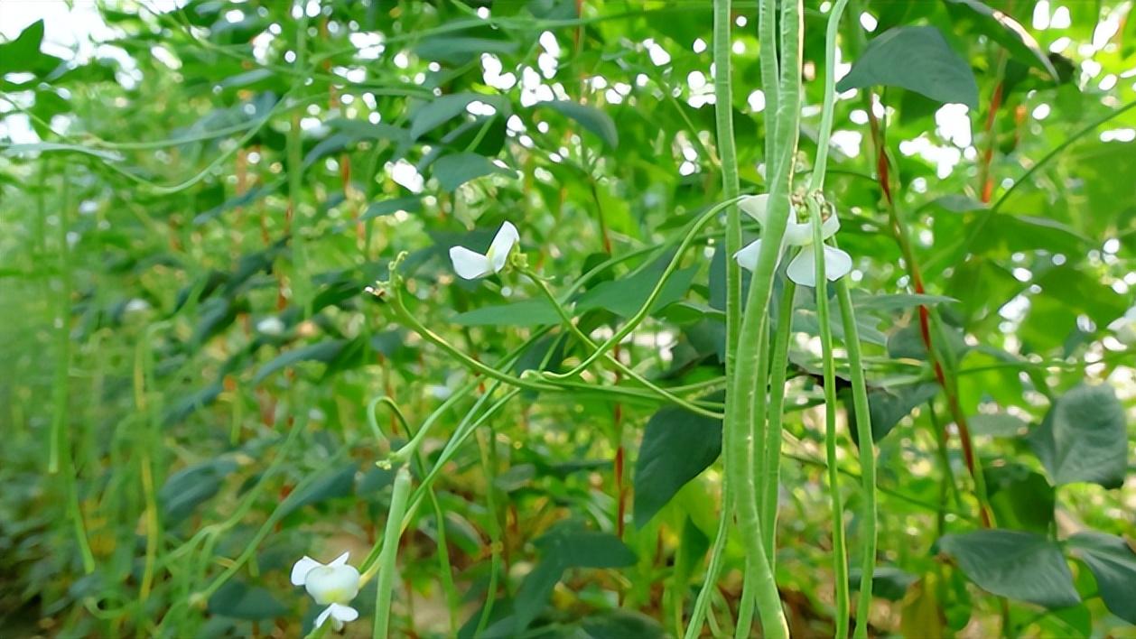 豆角：从绿林好汉到餐桌 C 位的逆袭之路