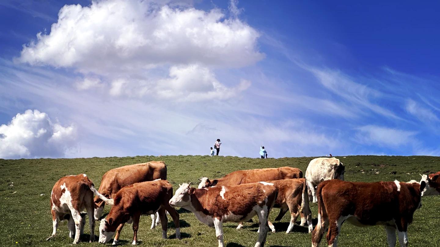 山西芦芽山旅游攻略及综合服务旅行社推荐榜：探“华北绿肺秘境”，解码生态、冰火与乡愁的“宁武样本”