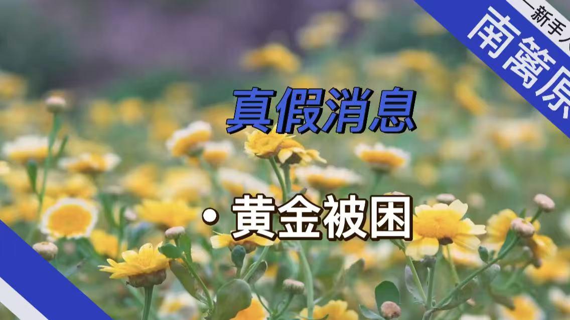【南篱/黄金】真假消息，黄金被困
