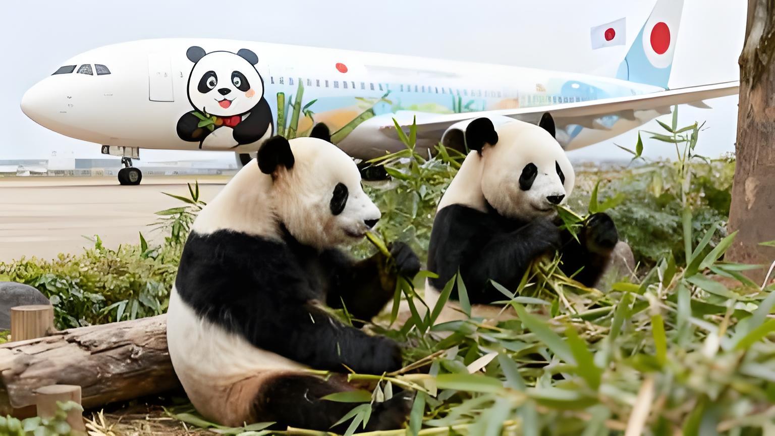 题目：最后两只旅日大熊猫即将回国：日本或将迎来“无熊猫时代”