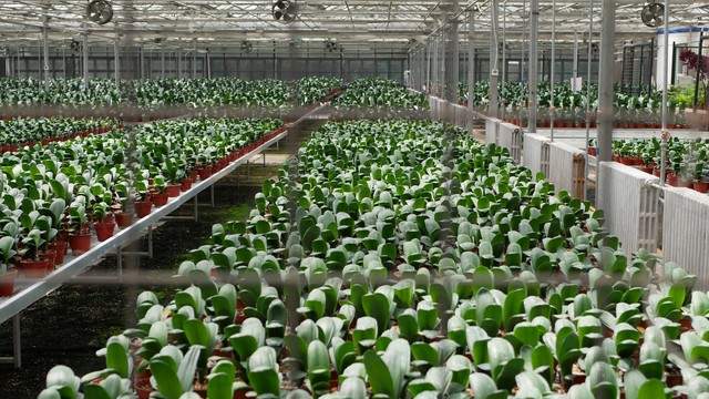 寿光菜农用AI种西红柿：1个大棚省10人工，产量翻倍！