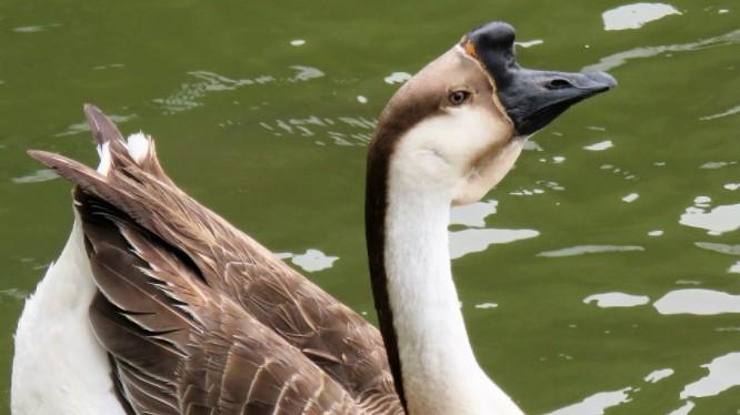 鹅的千年传奇，你绝对不知道的那些事儿