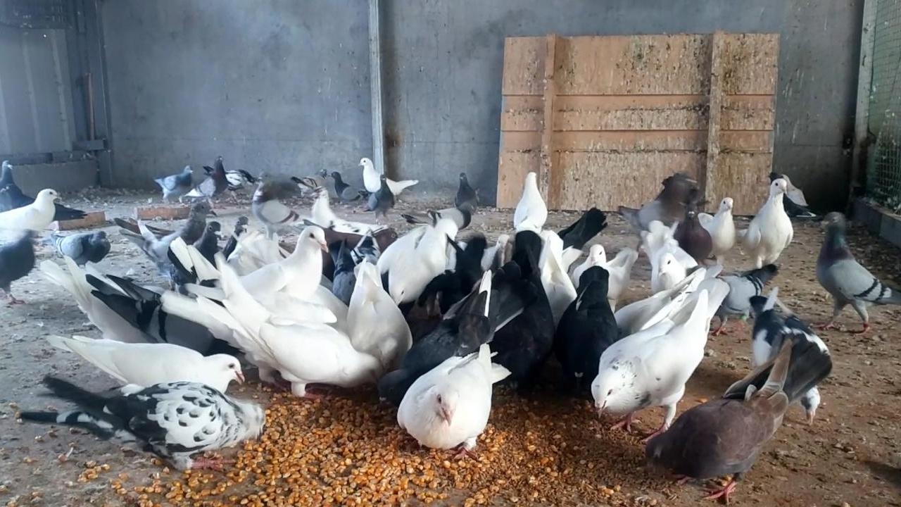 鸽子的心理训练要点，建立信任，训练更高效