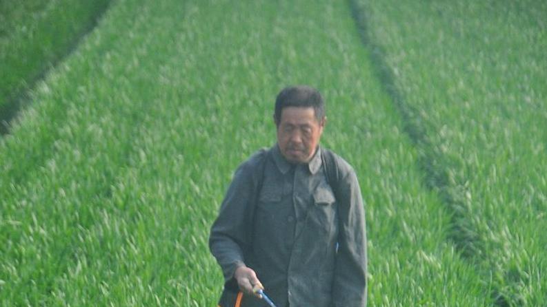 小麦春季追肥时机和肥料选择有讲究，可信吗？