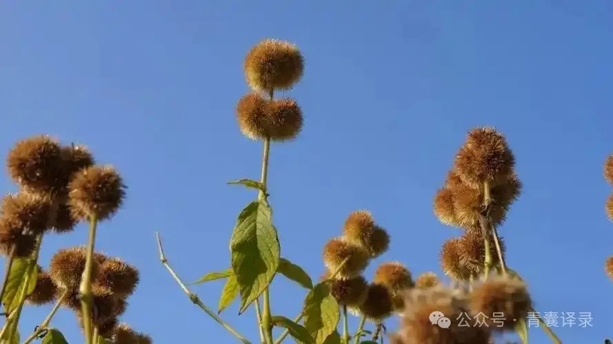 中医治疗“鹤膝风”的临床方剂