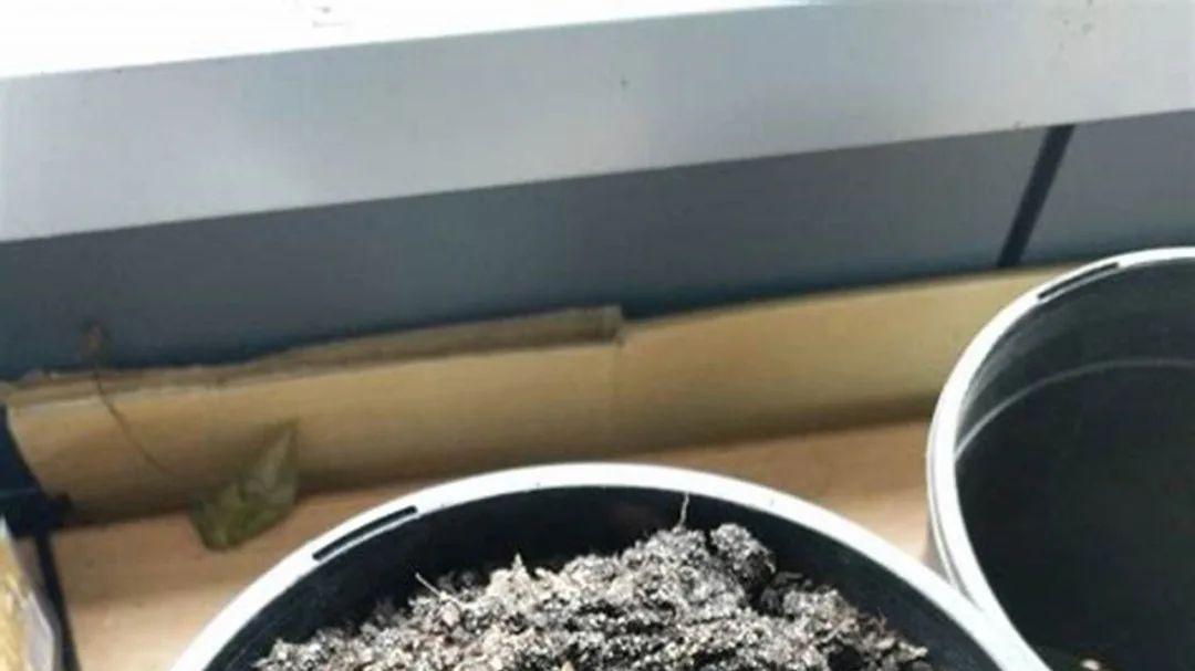 盆土板结、泛白的原因和解决方法，有什么技巧避免土壤结块？