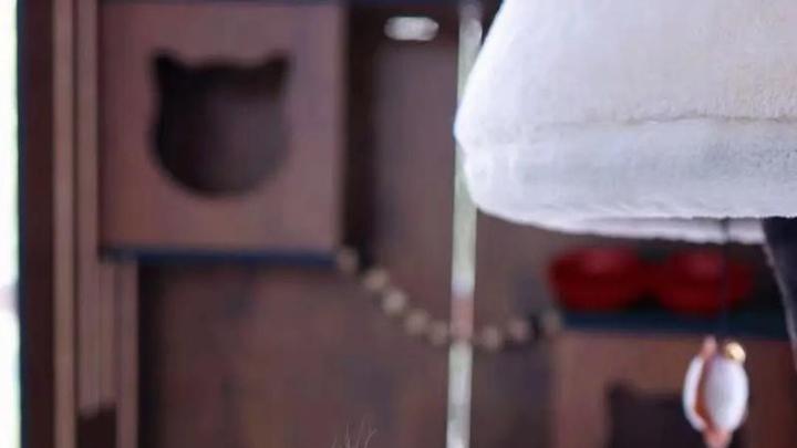 布偶猫的温柔嗓音，轻轻喵喵超动听，声音很悦耳