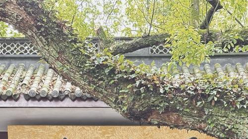 杭州灵隐飞来峰及灵隐寺今天起免费入园，售票处标牌已拆