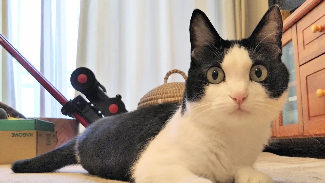 猫咪的“谢谢”藏得可深了！4个信号告诉你：它其实很感激你