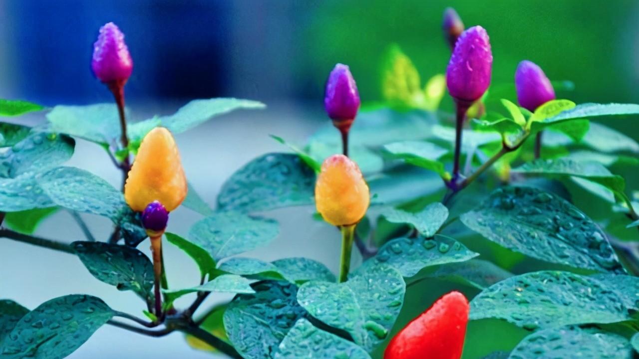 听说过七彩椒没？种它能一直长，摇一摇还能结果，盆栽也好看！