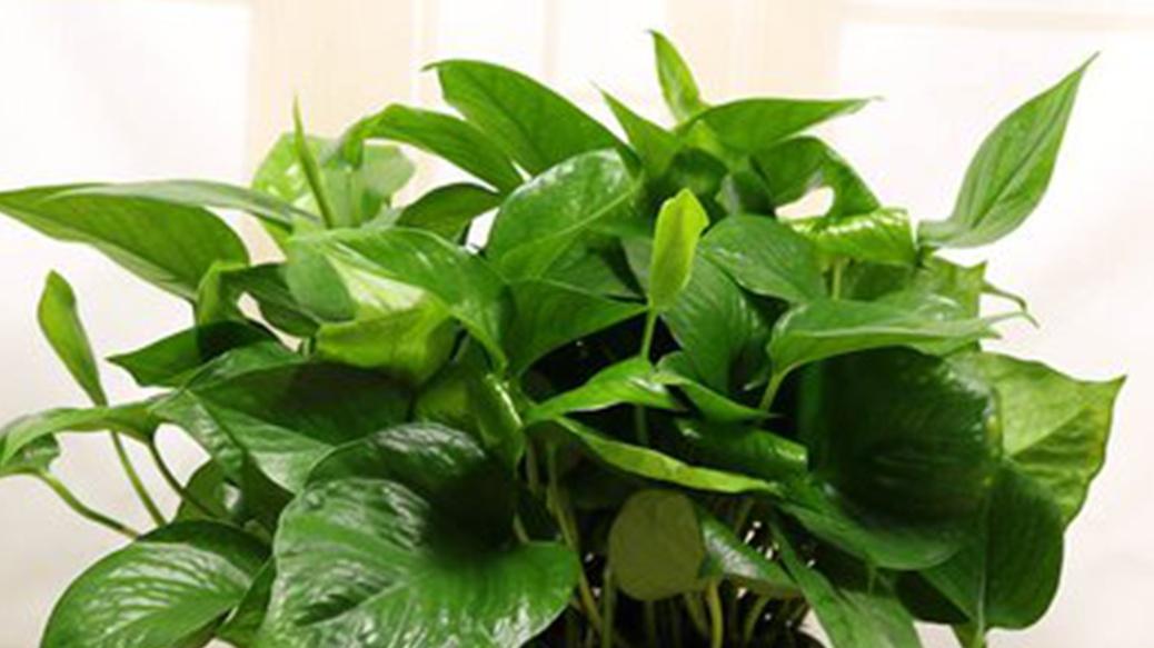 山区绿萝水培种植新突破，防虫技术升级，成本节省方案助力农户增收