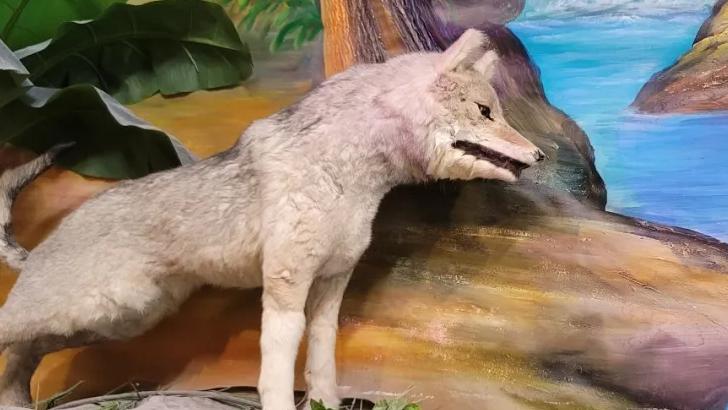 杀鸡儆猴！普京不心寒？特朗普对胡塞武装开火，一箭三雕！