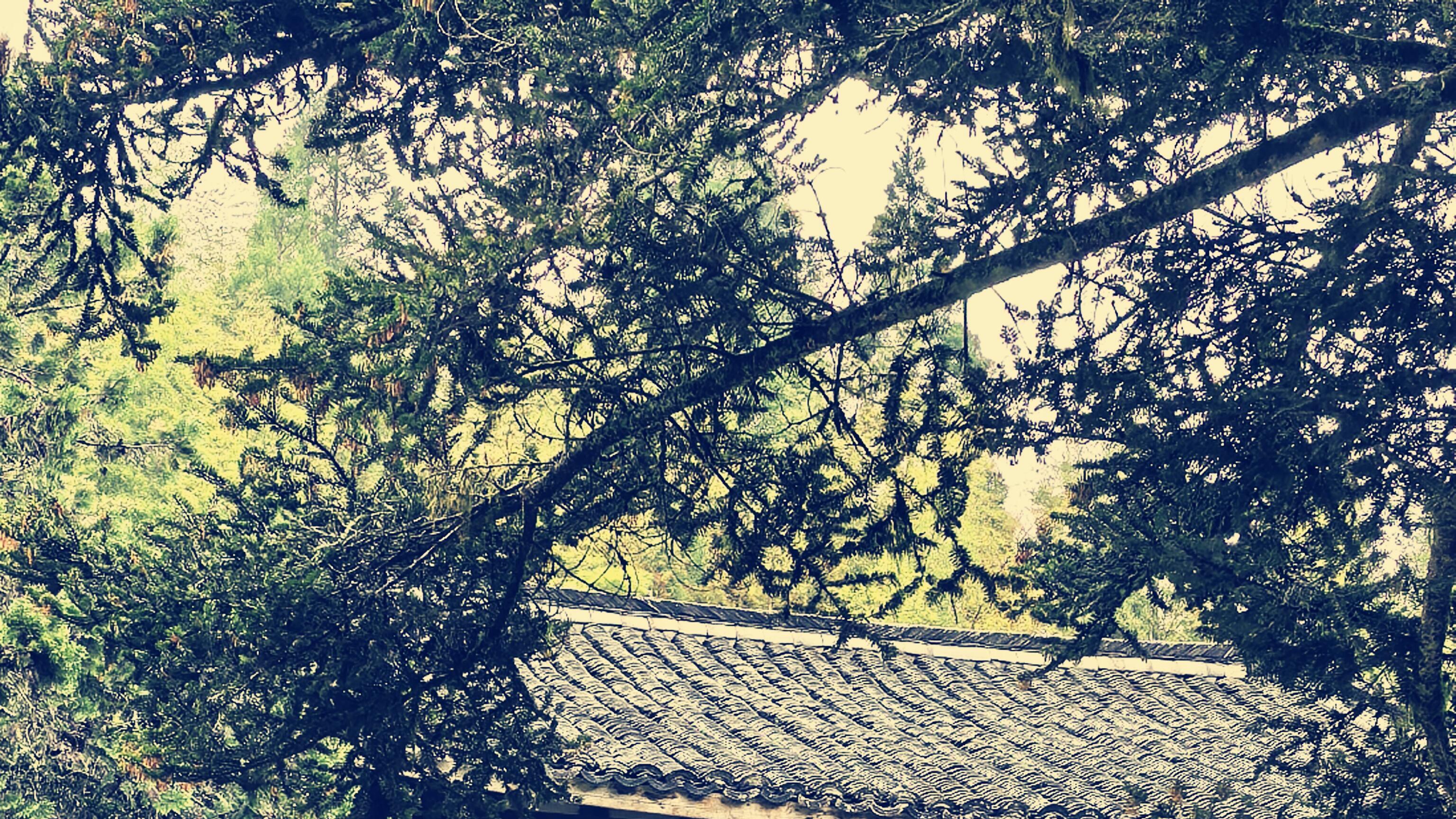 探秘《黑神话》同款古寺，时思寺宋元遗风，侧脚木构藏玄机！