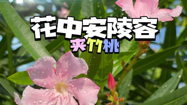 “毒性很强”的10种花，一度被捧成“网红花”，大家可别当宝了