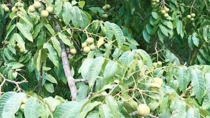 核桃花后疏果期管理要点，核桃密植园留果量计算，科学提升果实品质