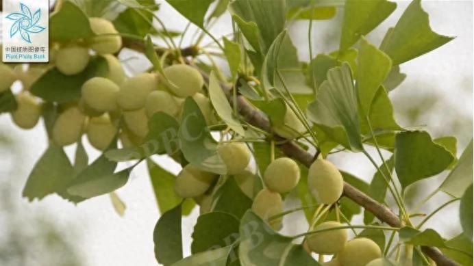 千年银杏结出的“肺肾双宝”——白果